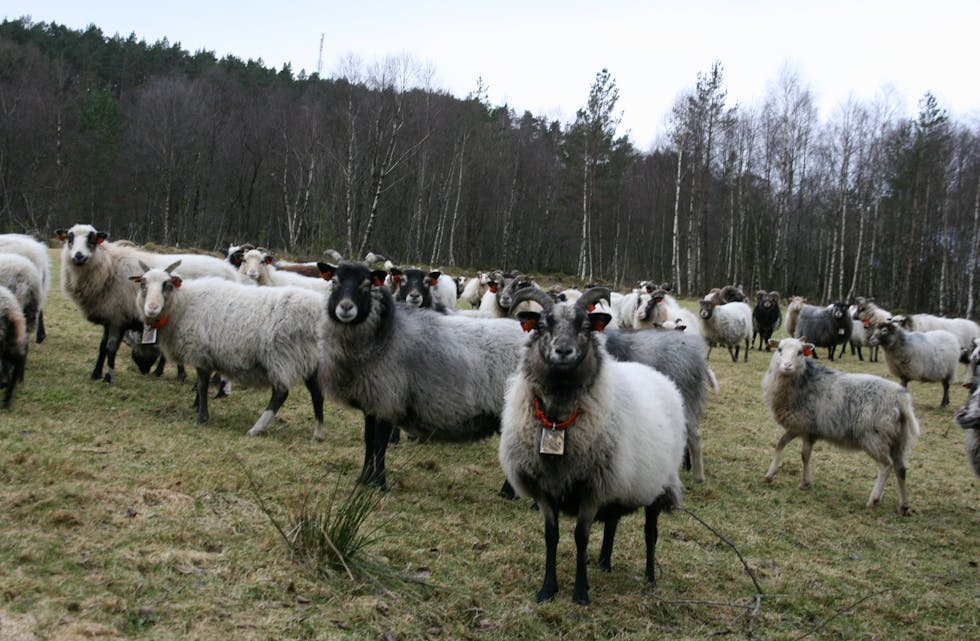 Mattilsyet svarer på kritikk om organisert jakt på eigarlaus sau.
Illustrasjonsfoto 