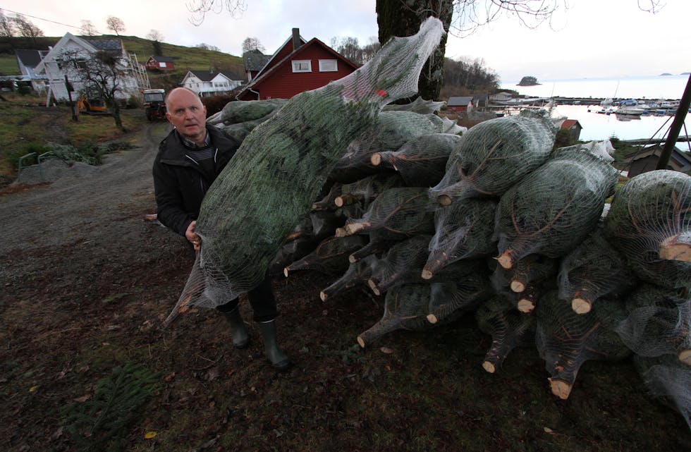 Karsten Sørli sel flest juletre lokalt i diskriktet, men her er ei last som skal til ein oppkjøpar i Bergen. Produsenten har 15 dekar med Normannsgran på småbruket på Bjoa. Foto: Jon Edvardsen