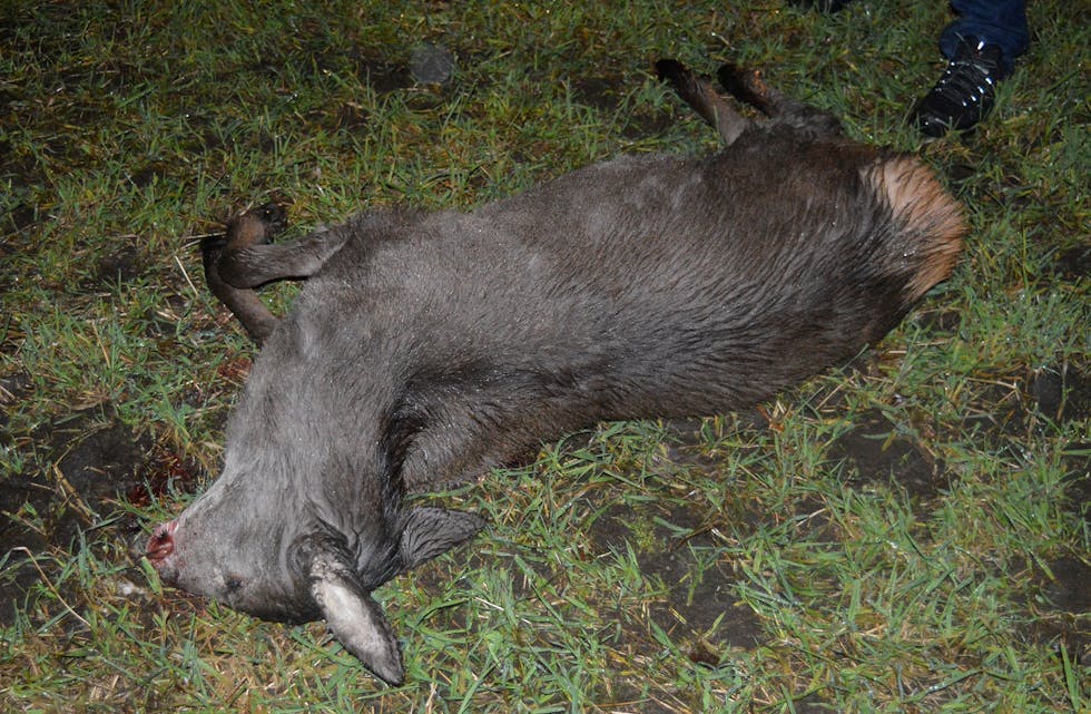 Dette er hjorten som vart funnen skoten i Etne 7. desember. 
FOTO: POLITIET