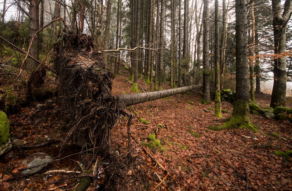 Skogen ved Beinsøvika, på eigedommen til Olav Vik-stiftinga, er ikkje enkel å ferdast i som følgje av mange trevelt.
FOTO: TORSTEIN NYMOEN