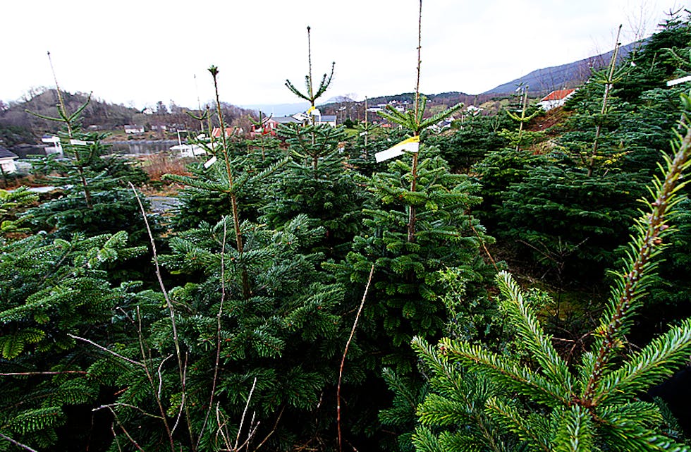 Norske juletre slår godt an og dei lokale produsentane sel ut alt dei leverer.
Arkivfoto