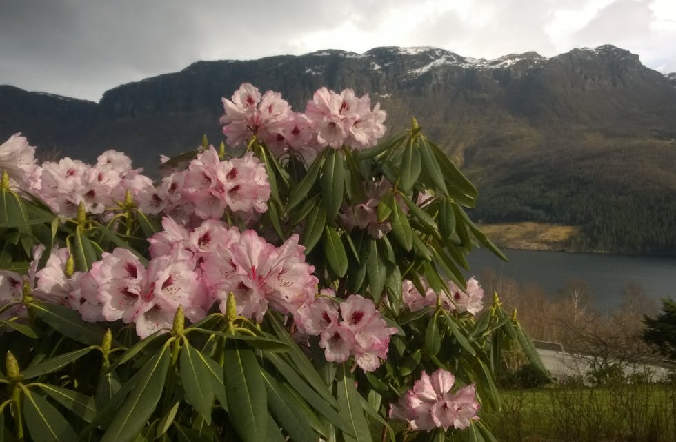 Rhododendron i påskestemning. 
Foto: Leif Arne Løvereide