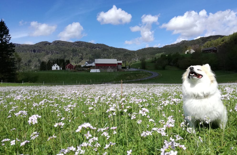 Fjorårets vinnarbilde: Nyt livet på Øygarden i Vikedal.
Foto: Linda Østerhus Hauge