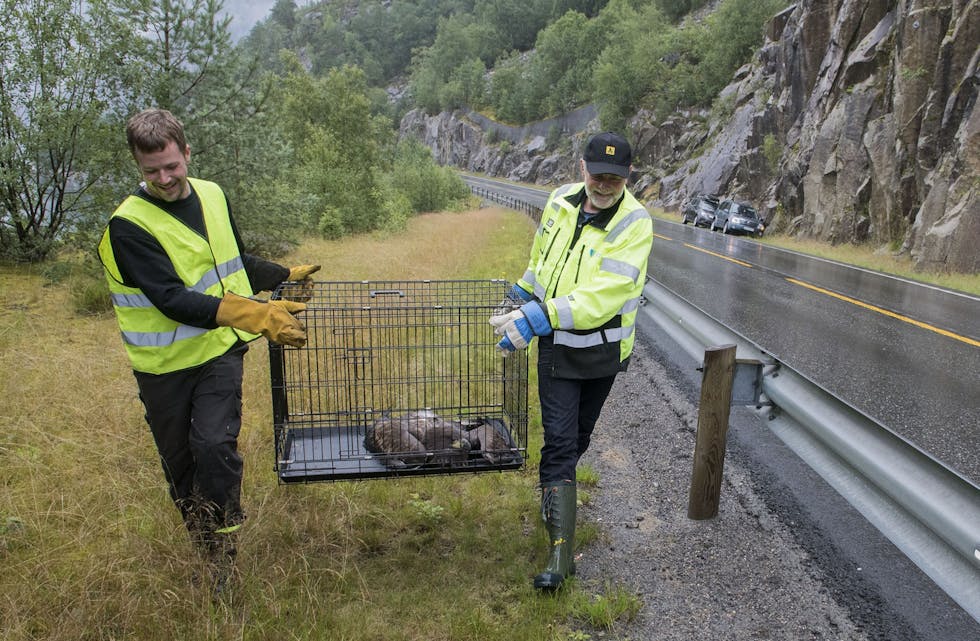 Torbjørn Grønstad og John Kåre Opheim på vei for å sleppe ørna ut igjen ved Åkrafjorden, like ved staden ho vart påkøyrd.
FOTO: TORSTEIN TYSVÆR NYMOEN