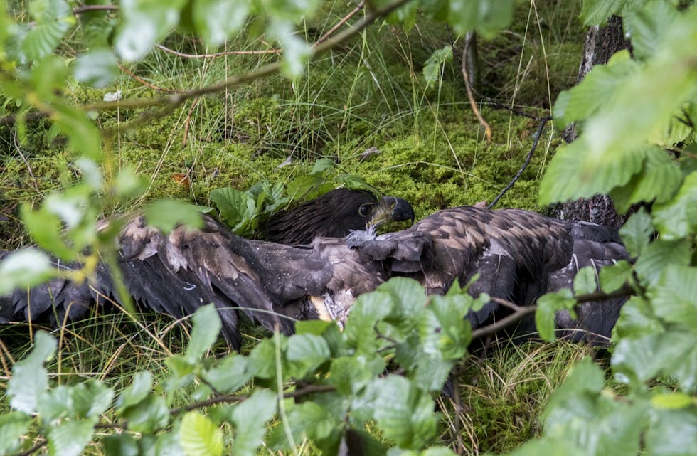 Ørna smatt ut av buret og fann seg ein plass under ei busk for å kome til hektane att.
FOTO: TORSTEIN TYSVÆR NYMOEN
