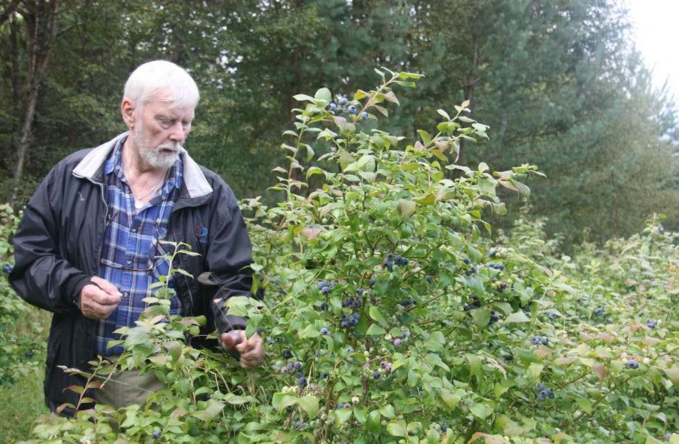 Alfred Mitchell (74) med ein sjeldan type blåbærplante som er utvikla i Noreg.
Foto: Irene Mæland Haraldsen