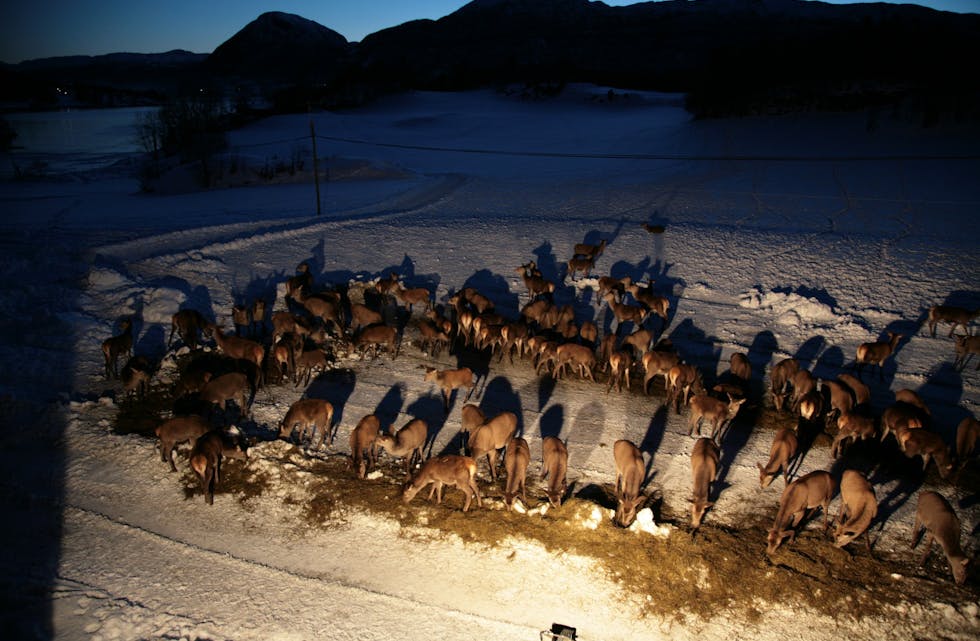 Tidlegare harde vintrar med mykje snø førte til mangel på mat for hjorten, men det er ikkje sikkert at den kalde vinteren får tilsvarande negative konsekvensar der dyr bukkar under, meiner leier i viltnemnda i Vindafjord, Erling Lien. Her får hjort mat på Nervik i Etne i mars 2010. Arkivfoto: Jon Edvardsen