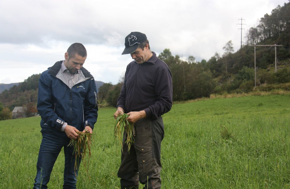HMS-rådgjevar Magnus Haugland (t.v.) og bonde Kjell Einar Eide i Ølensvåg konstaterer at kvaliteten på graset er dårleg etter alt regnet i sommar.
Foto: Irene Mæland Haraldsen
