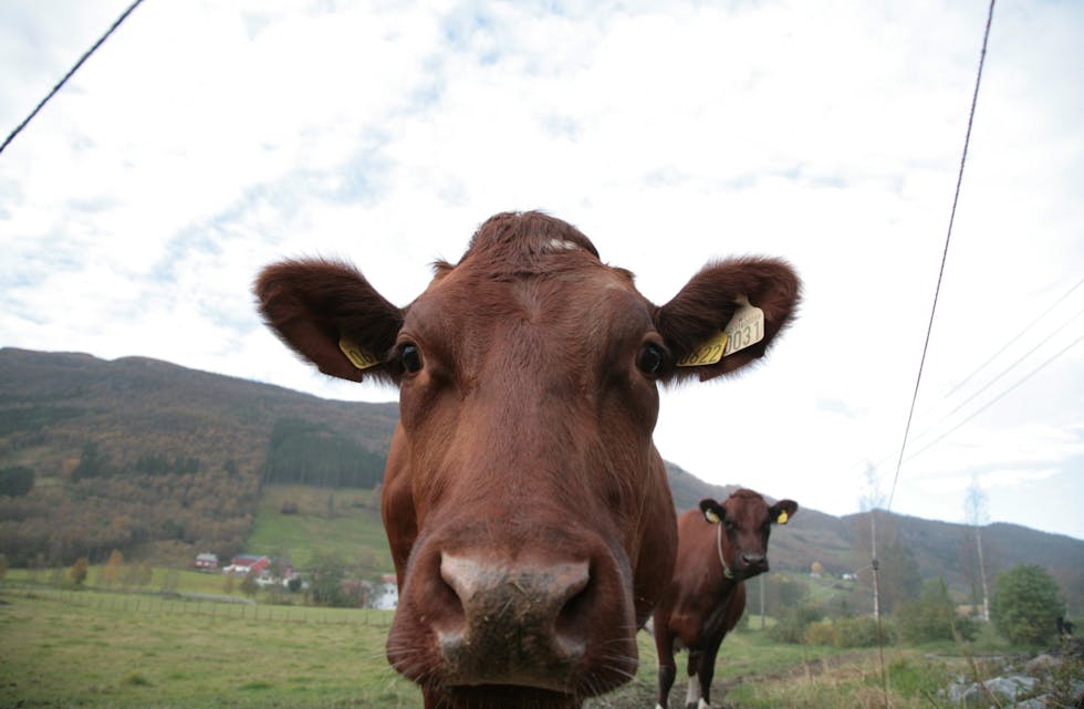 Rekordår for Tine gir landets mjølkebønder solid utbytte.
Arkivfoto