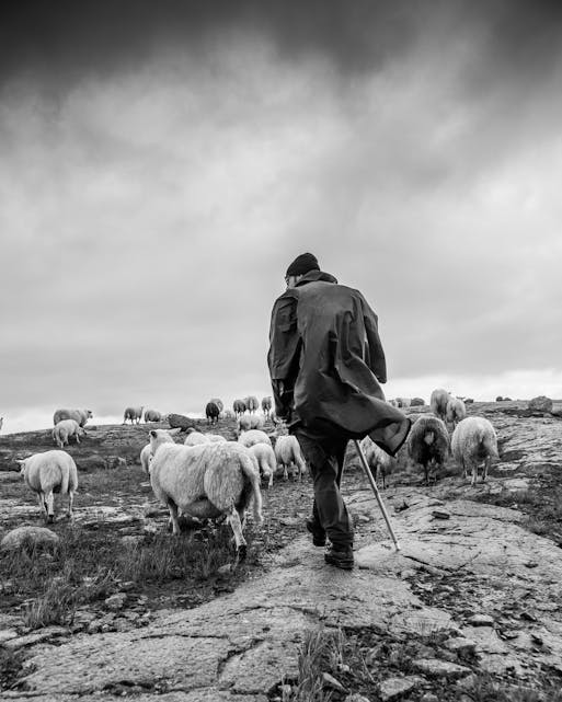  «The Shepherd» av Jan Nordtveit fekk gull i kategorien reprotasje.
Foto: Jan Nordtveit