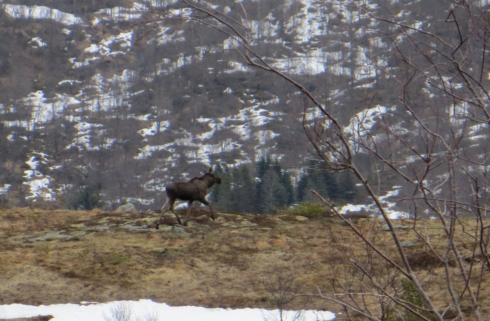 Denne elgkua er ikkje åleine i sitt slag i traktene Olalia — Fjellstøl.
Foto: Thor Lilleland