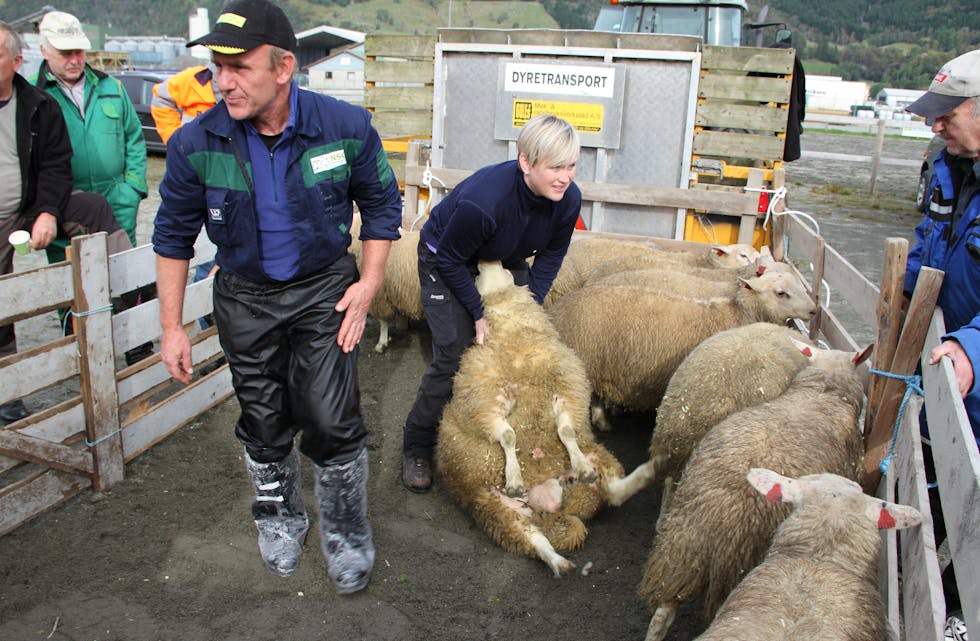 Dommar Egil Øvstebø vurderer lamma til Ole og Sigrid Sævareid. Lammet blir snudd på rygg, mens dommaren sjekkar kropp og testiklar. Etterpå blir det tatt ullprøvar og vurderingar av vekt og beinstilling
Arkivfoto: Grethe Hopland Ravn
