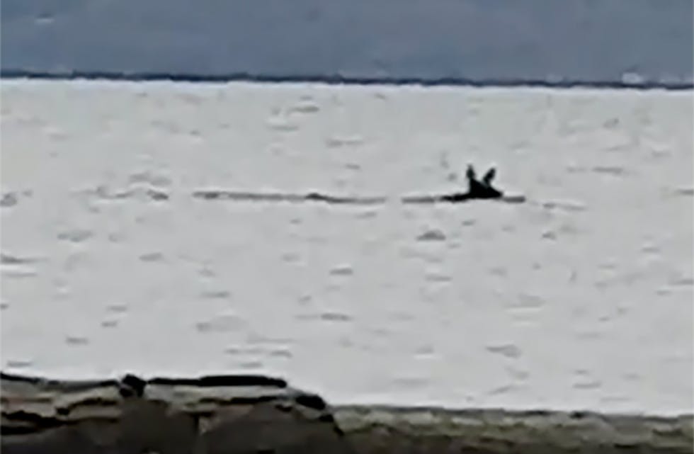 Denne elgen kom svømmande inn Vindafjorden sundag.
FOTO: PRIVAT