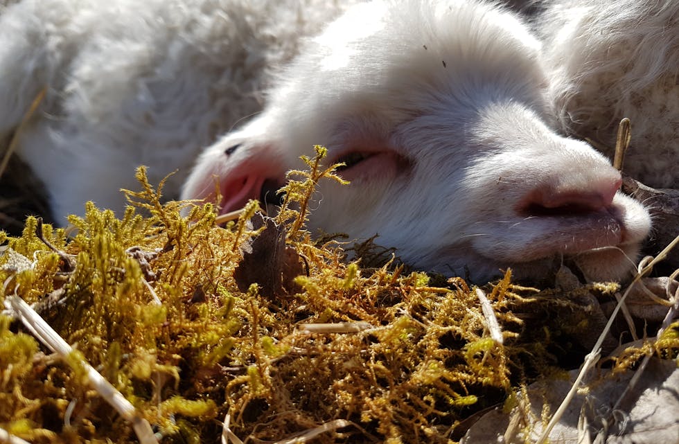 I år har me hatt vår første påske som bønder. Her er årets første lam som nyt sola på Humletveit - Sandeid. 
Foto av Ida Marie M Rørheim 