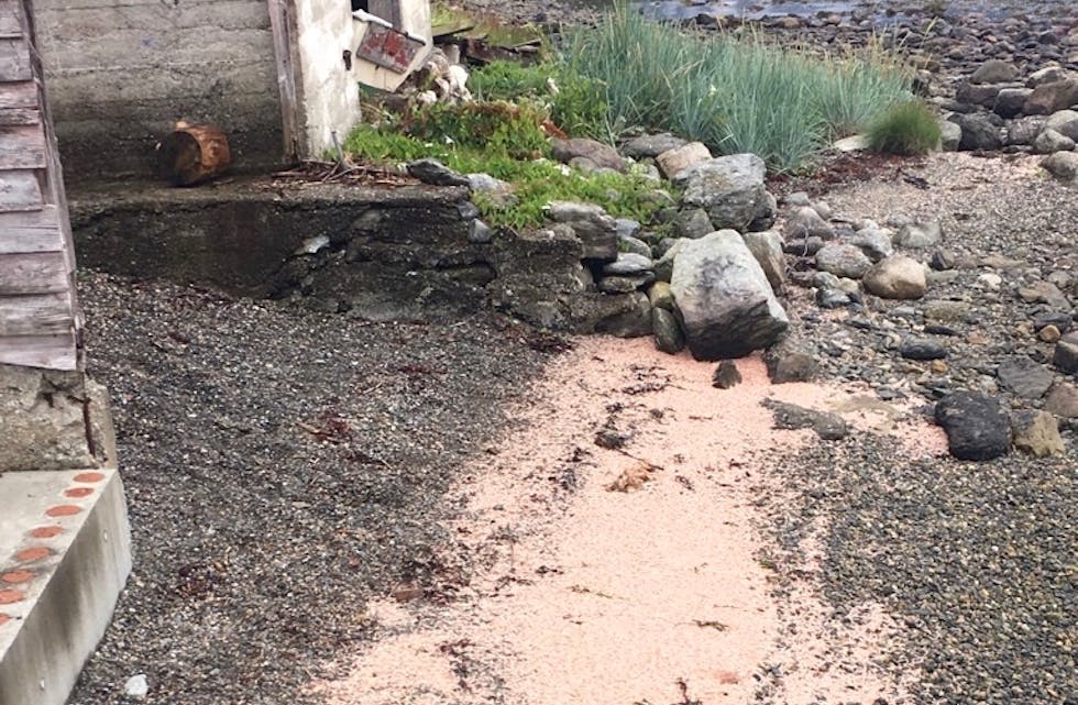 Hobbyfiskaren fann tusenvis av døde krill på stranda i Ilsvåg.
Foto: Privat