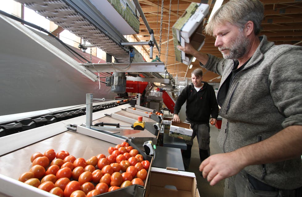 Geir og Kåre Reed (nærmast) i Smedsvig Gård har investert i ny pakkemaskin og dagens pakkejobb er unnagjort dobbelt så fort som tidlegare. Høgsesongen for tomatar er i gang. Foto: Jon Edvardsen
