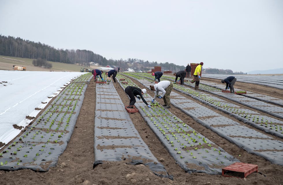 Bilde frå våronna i år. 200 mål romano salat blir planta ut under plast og fiberduk ved Elstøen gartneri i Hole kommune.
Foto: Terje Bendiksby / NTB / NPK