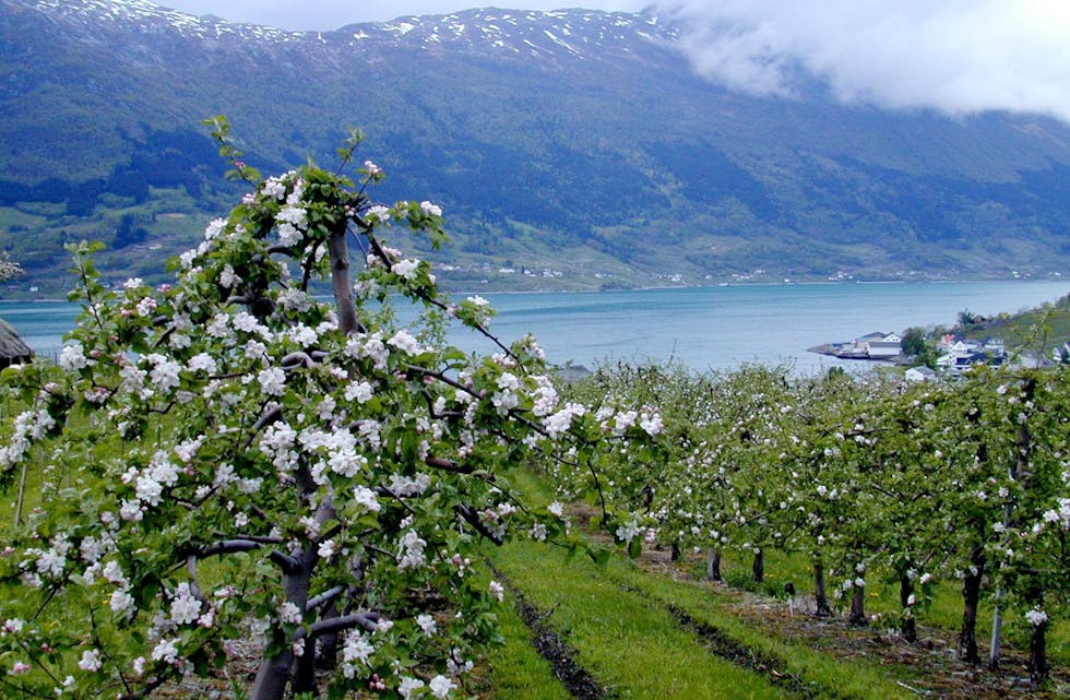Fruktbløming i Hardanger.
(Illustrasjonsfoto: Kari Hamre / NPK)