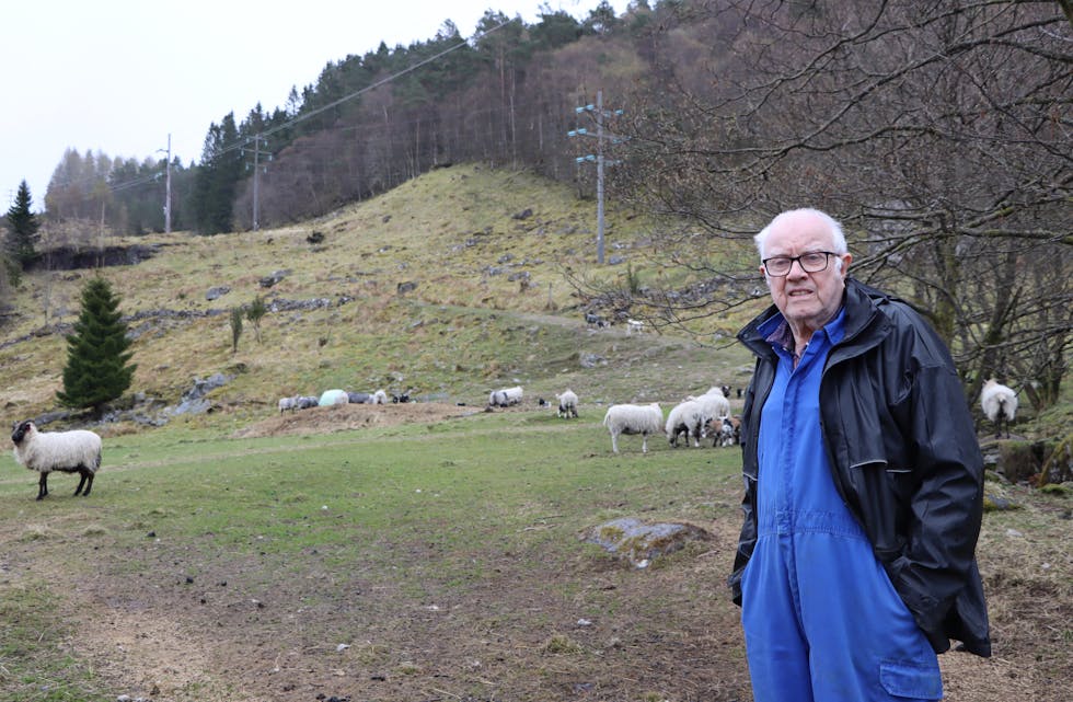Sauebonde John Engelsgjerd har mista to lam etter angrep frå kongeørn.
Foto: Irene Mæland Haraldsen