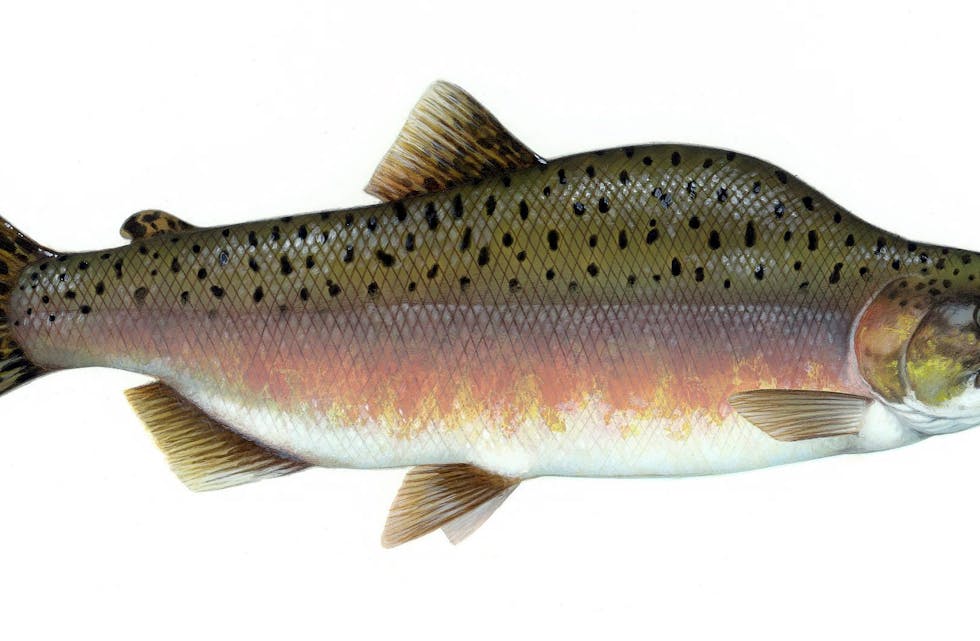 Pukkellaks. Illustrasjon: U.S. Fish and Wildlife Service
