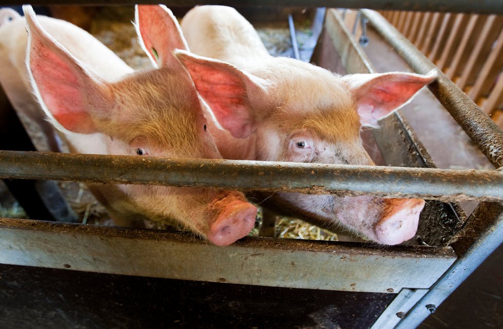24 svineprodusentar har meldt ukjente aktivistar som skal ha tatt seg inn på fleire garder dei siste to åra. Foto: Gorm Kallestad / NTB / NPK