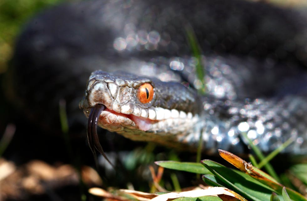 Hoggorm er ein av 3 ormar i norsk fauna og den einaste giftige slangen. Hoggormen er freda i Noreg men ikkje utryddingstruga.
Foto: Cornelius Poppe / NTB / NPK