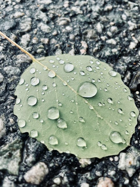 Regn, haust og blad som fell. Foto: Silja Grønnestad-Lunde, Ølensvåg 