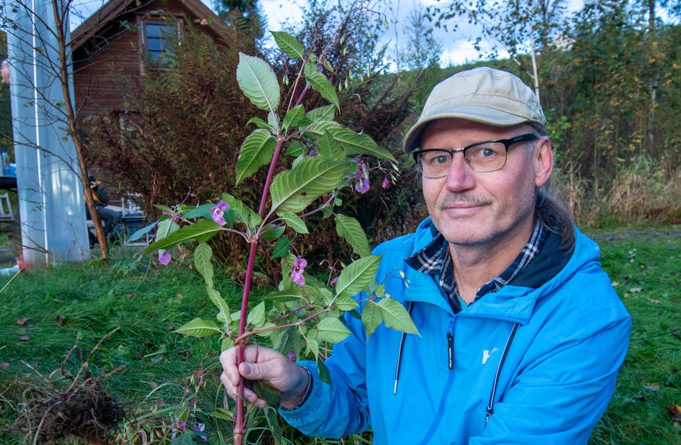 Erik Kvalheim åtvarar mot denne planta. 
Foto: Torstein Tysvær Nymoen

