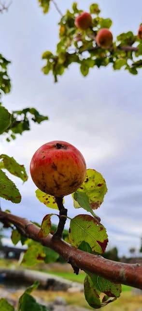 Er epla modne, tru? Foto: Karianne Taraldsøy 