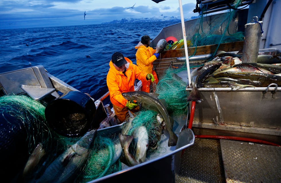 Fiskeridirektoratet vil setje i verk prosessar for å rydde i praksis rundt bruk av såkalla heimfarfisk eller kokfisk. Målet er å sikre at all fisk som blir fiska i ervervssamanheng, faktisk blir ført i ressursrekneskapen og blir kvoteavrekna. Illustrasjonsfoto: Cornelius Poppe / NTB / NPK
