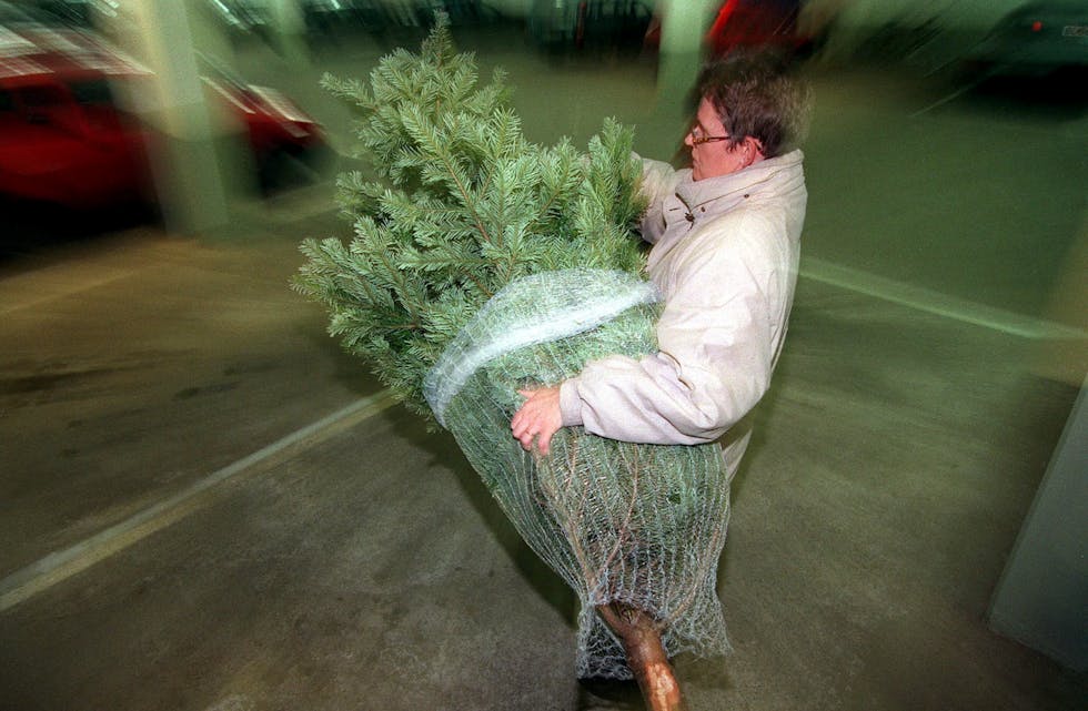 Fleire bør byrje å dyrke juletre om vi skal ha nok norske tre nokre år fram i tid. Foto: Helge Hansen / NTB /NPK