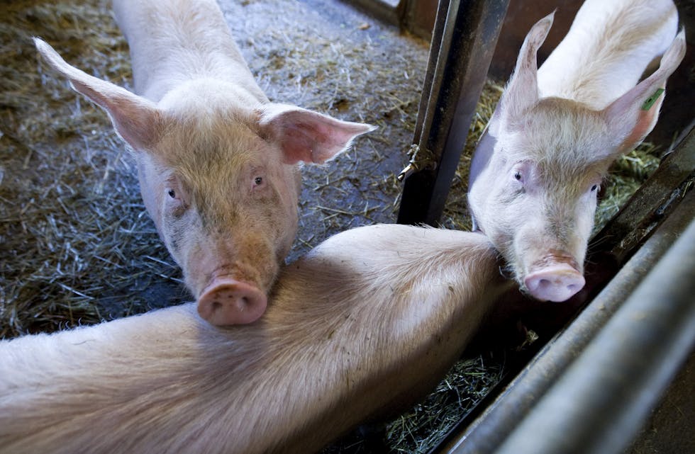 Ein tilsynskampanje hos minst 400 svinebønder skulle avdekkje forholda hos landets grisar. Dette målet når ikkje Mattilsynet. Foto: Gorm Kallestad / NTB / NPK
