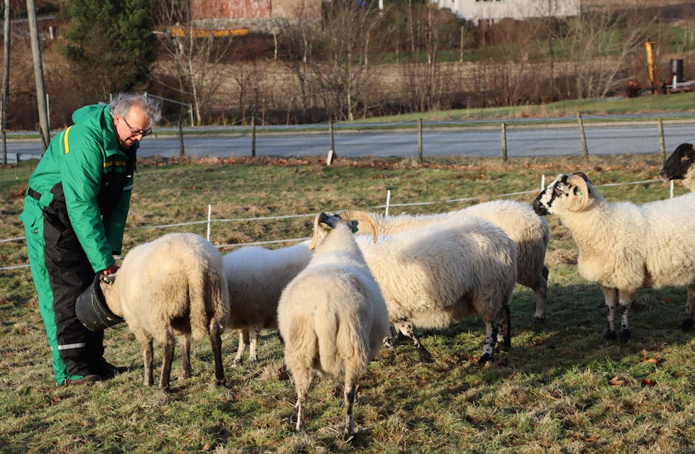 Sverre Jacobsen kosar seg saman med sauene i den flotte vintersola.
Foto: Irene Mæland Haraldsen