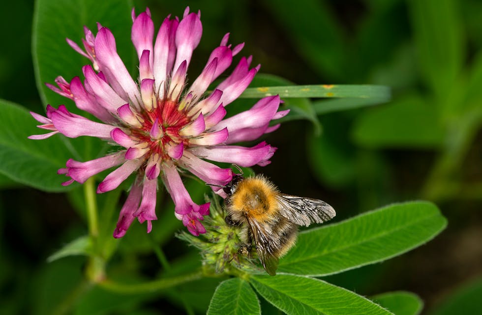 Naturen er avhengig av humler, bier og andre pollinerande insekt for å unngå at mangfaldet forsvinn.
Foto: Ola Jennersten/WWF-Sweden