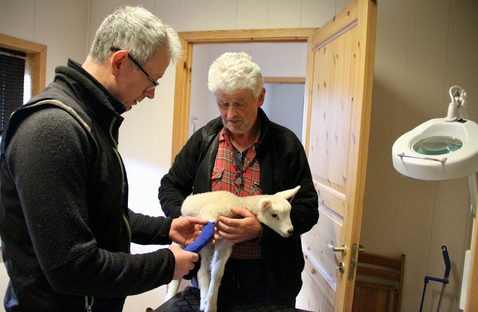 Veterinær Håvard Kambo undersøkjer eit lite lam som har knekt foten sin. Bonde Jan Hustoft held lammet. 
Foto: Grethe Hopland Ravn