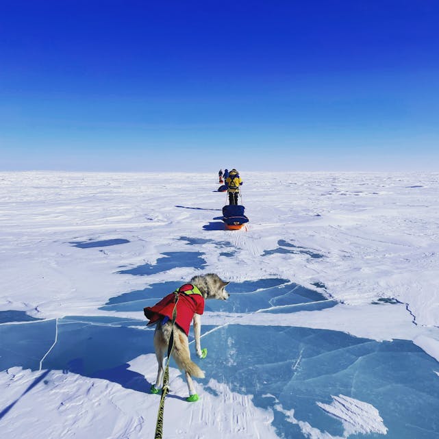 Moa i spissen for ein norsk delegasjon på ekstrem utfart. Blåis over ulike vatn over tundraen.
Foto: Privat 