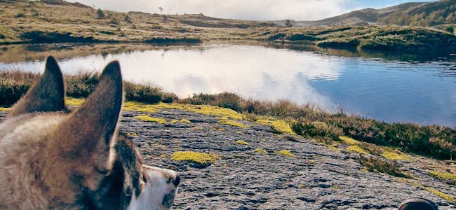 Flott natur i nærområdet: På tur med hunden Ask i Etnefjellet på ein nydeleg dag i slutten av august.
Foto: Ante Salte Andersen