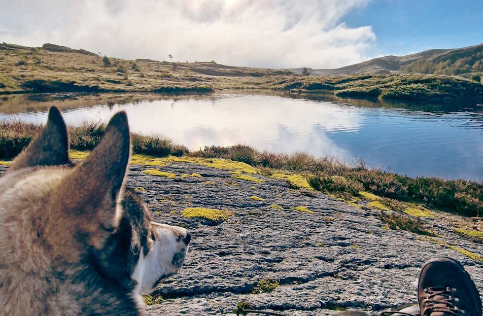 Flott natur i nærområdet: På tur med hunden Ask i Etnefjellet på ein nydeleg dag i slutten av august.
Foto: Ante Salte Andersen