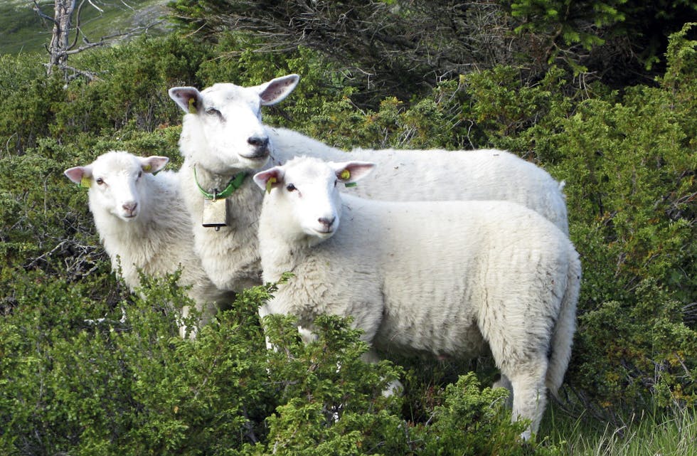 Færre lam: Slaktehuset Nortura merkar at bønder leverer lamma seinare i år. Frå i fjor til i år har dei hatt ein nedgang på over 20 prosent. Foto: Paul Kleiven / NTB / NPK