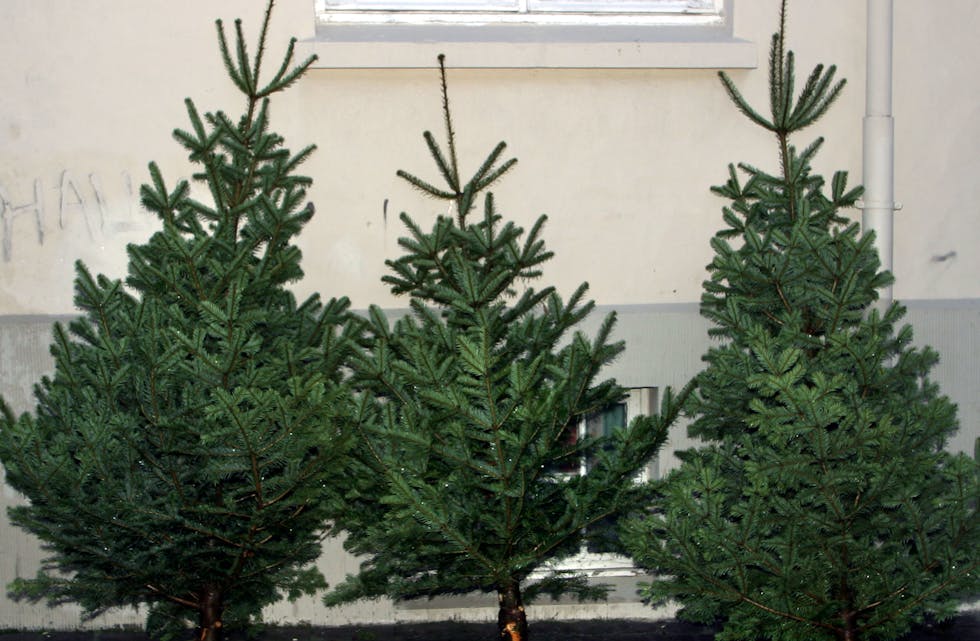 Det kan vere freistande å hive juletreet i peisen no som jula nærmar seg slutten. Illustrasjonsfoto: NTB / NPK