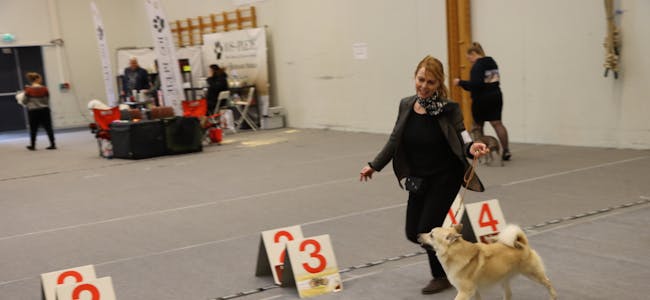 Kathrine Lindstrøm med hunden Kimura's Harald Hårfarge under konkurransen. Det blei toppscore og siger.