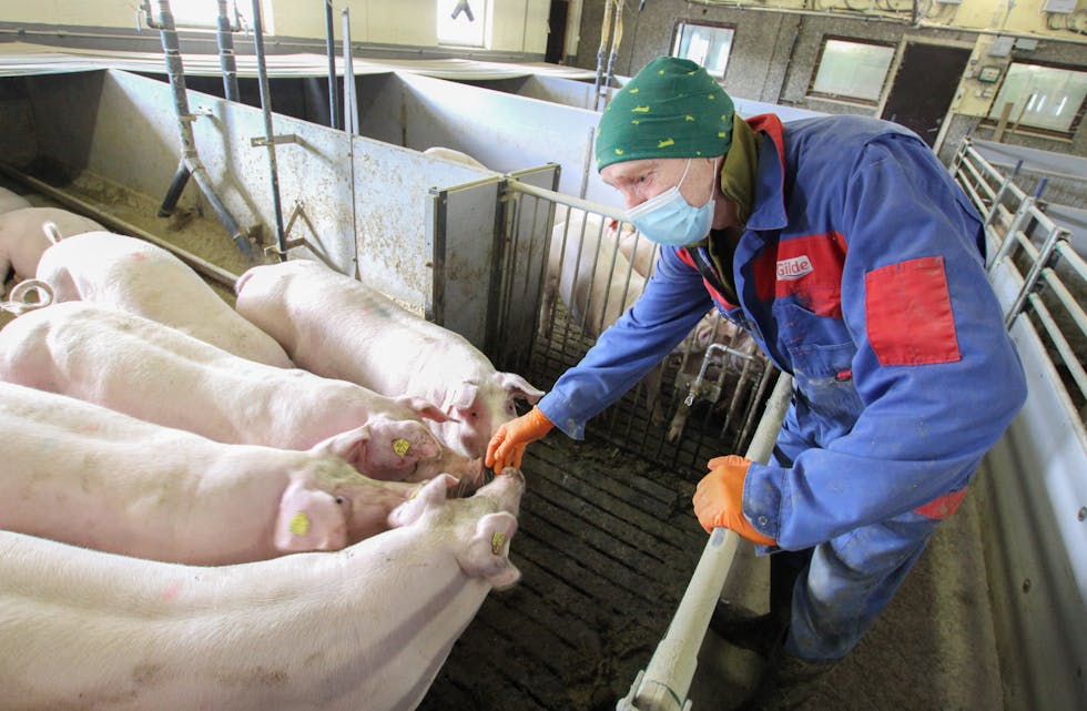 Hos Terje Håheim har alle grisene krøll på halen. Det betyra t dei er ved god helse. 
Foto:Torstein Tysvær Nymoen