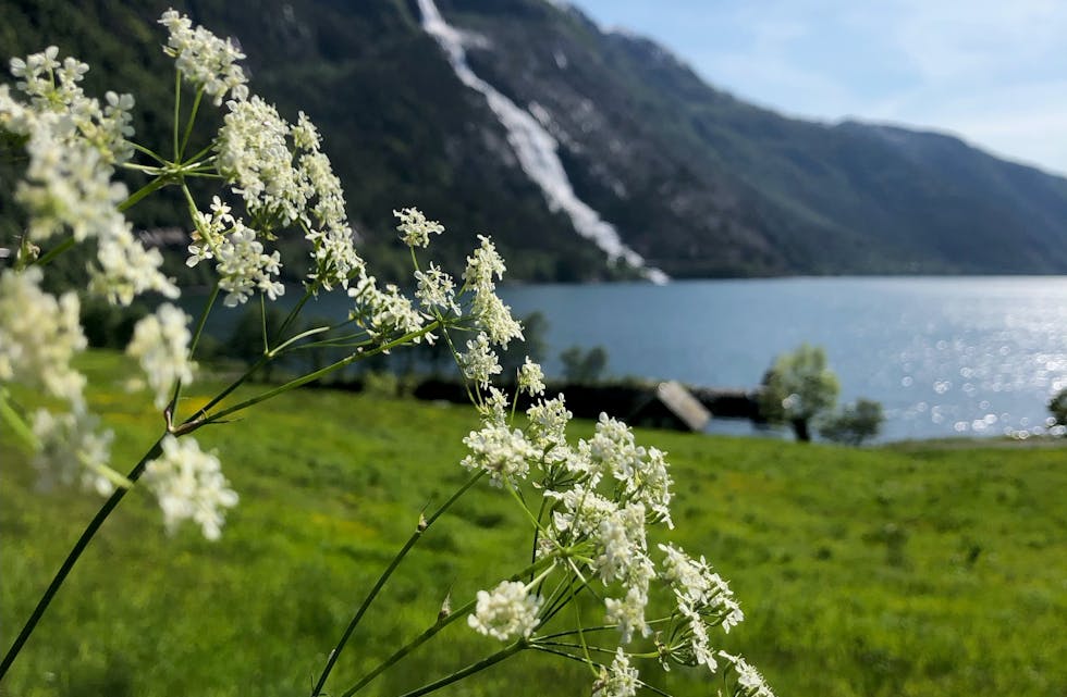 Vinnar: Langfoss sett frå Eljarvik ein fin juni dag. Foto: Svanhild Hardeland