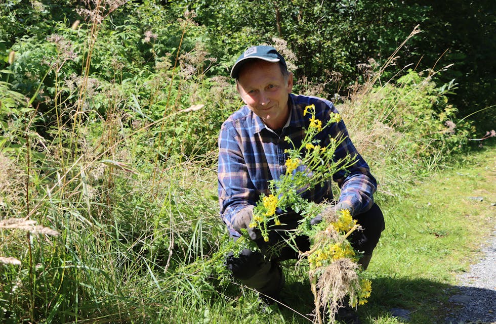 Lars Kjetil Flesland minner om bruk av hanskar når den giftige planta landøyda skal fjernast.
Foto: Irene Mæland Haraldsen