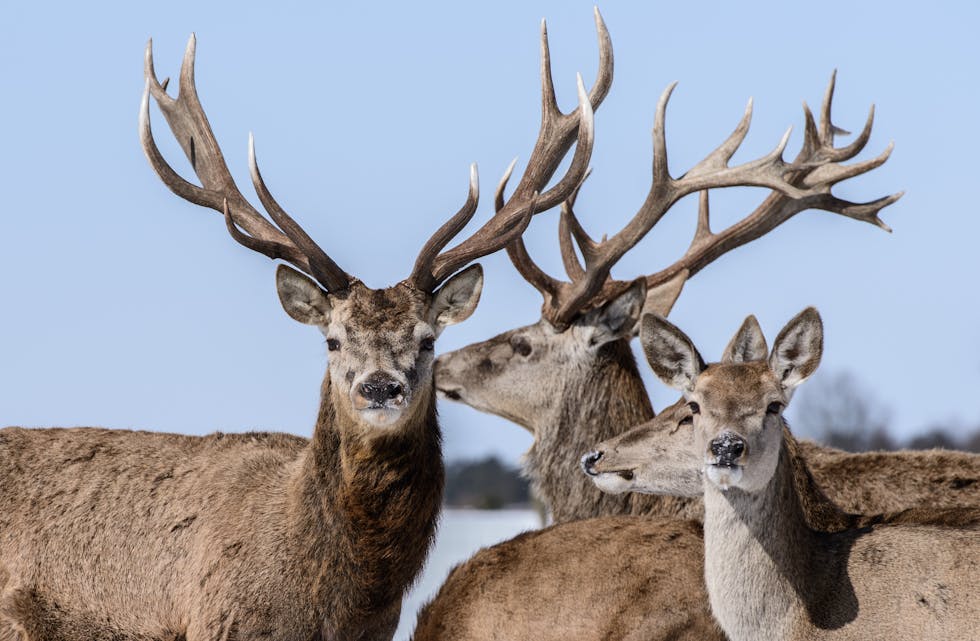 Nesten helvta av all hjort som blir felt i landet blir felt på Vestlandet. Illustrasjonsfoto: Robert Schlesinger / NTB / NPK
