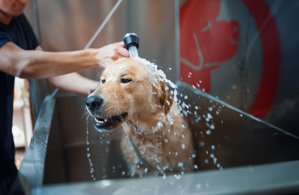 Når hunden er godt plassert oppi karet, som kan opnast med ei dør, er det enkelt å både vaska og dusja hunden.
