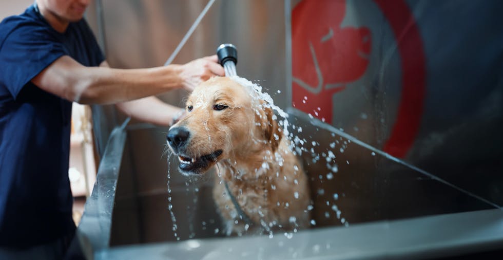 Når hunden er godt plassert oppi karet, som kan opnast med ei dør, er det enkelt å både vaska og dusja hunden.