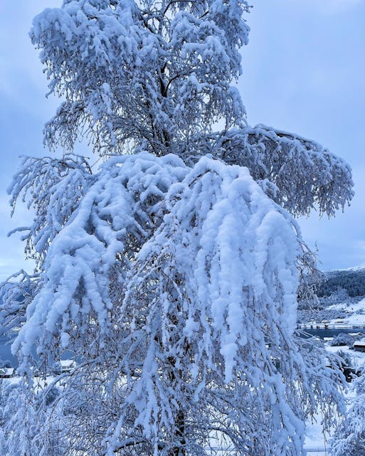 Vinterstemning i Ølensvåg.
FOTO: Silja Grønnestad-Lunde