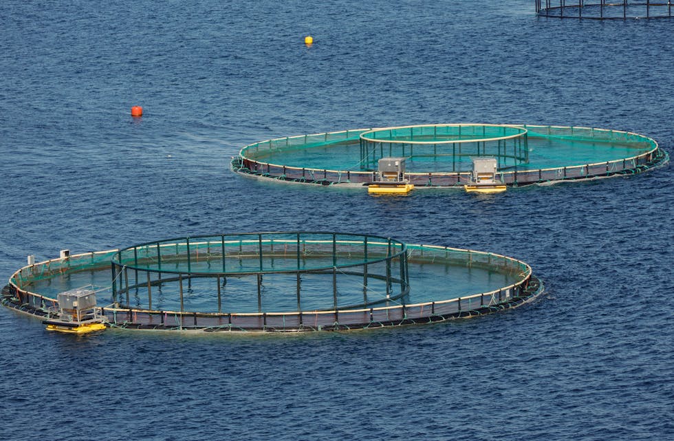 Fiskeridirektoratet vil stille nøyaktigheitskrav til oppdrettsnæringa. Oppdrettarane veit ofte ikkje kor mykje fisk dei har i merdane. Foto: Paul Kleiven / NTB / NPK