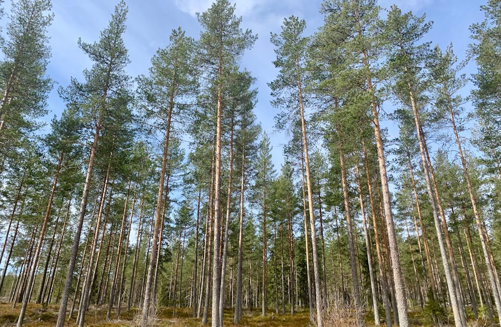 Skoggjødsling er eit klimatiltak som blei sett i verk i 2016. Det blei betalt 5,8 millionar kroner i tilskot i fjor. Foto: Heidi Molstad Andresen / NPK